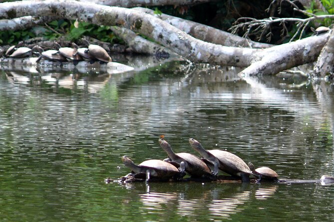 4-Day Private Tour to Manu National Park From Cusco - Exploration Activities