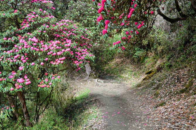 4-Day Private Trekking Experience To Poon Hill and Ghandruk - Scenic Highlights