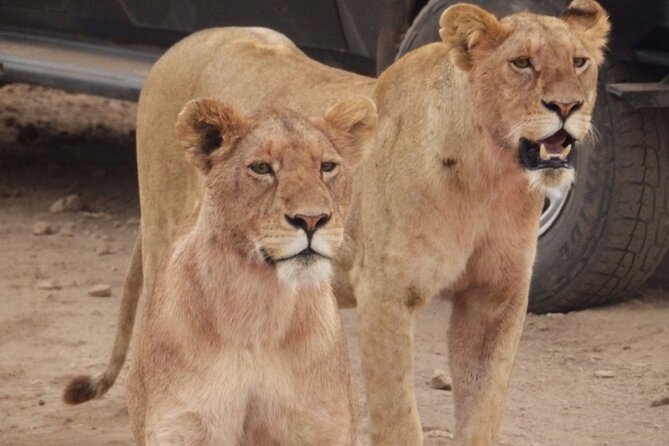4-Day Safari From Arusha: Tarangire, Serengeti and Ngorongoro - Day 3: Ngorongoro Conservation Area