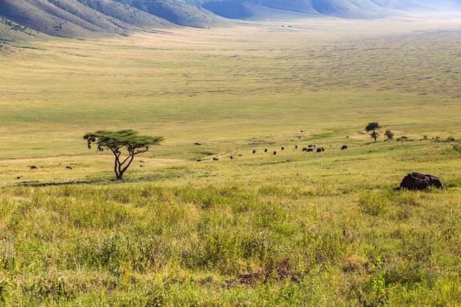 4-day Tanzania Safari - Tour Details and Pricing