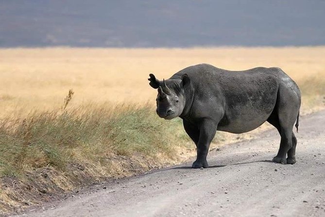 4 Days / 3 Nights Lake Manyara, Ngorongoro and Serengeti - Witness the Wildebeest Migration