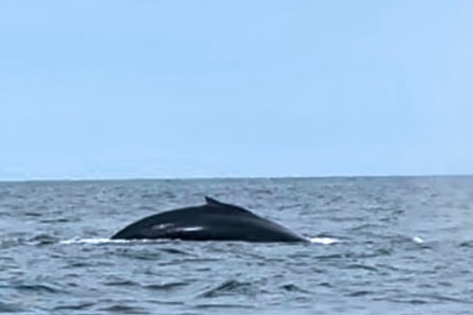 4 Days Adventure and Whale Watching in Nuqui - Why Choose This Experience