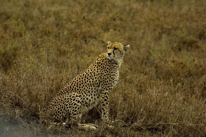 4 Days Group Joining Camping Safari to Tarangire Serengeti Ngorongoro Crater - Wildlife Highlights
