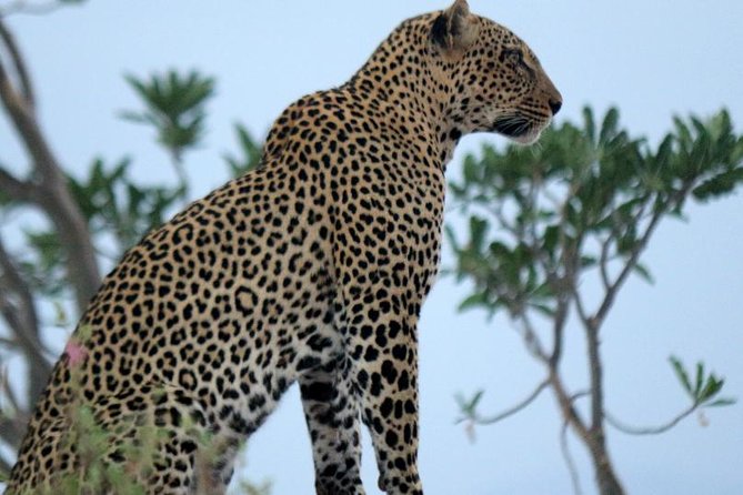 4 Days Maasai Mara-Nakuru Mid-Range - Pickup and Transfers