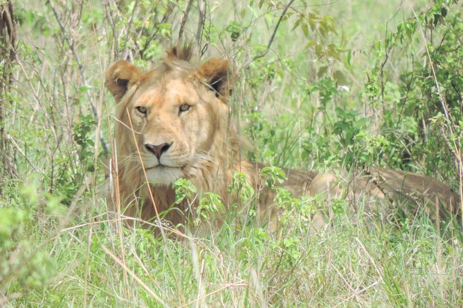 4 Days Masai Mara & Lake Nakuru Budget Safari From Nairobi - Accommodations and Meals