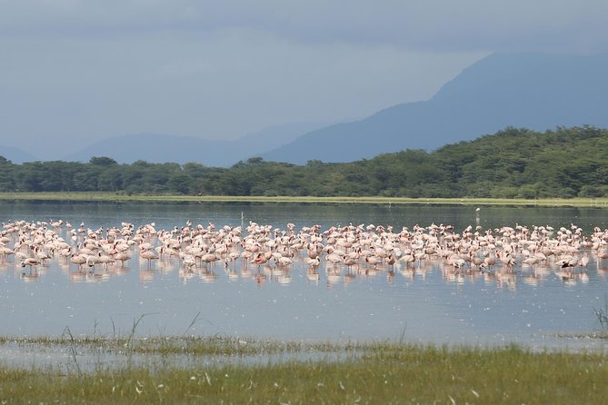 4 Days Safari in Tanzania - Accommodation Options