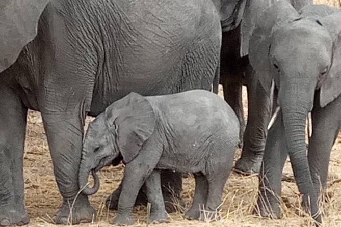 4 Days Tanzania Safari - Itinerary and Activities