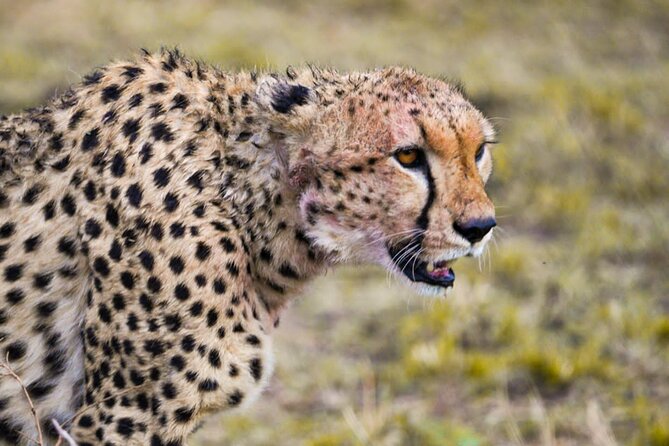 4 Days:tanzania Budget Safari - Customer Feedback Review