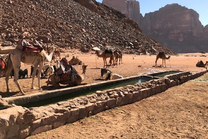 4 Hour Jeep Tour (Morning or Sunset) - Wadi Rum Desert Highlights - Group Size and Experience