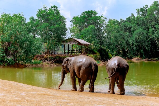4-Hours Phuket Ethical Elephant Sanctuary Tour With Lunch - The Sum Up