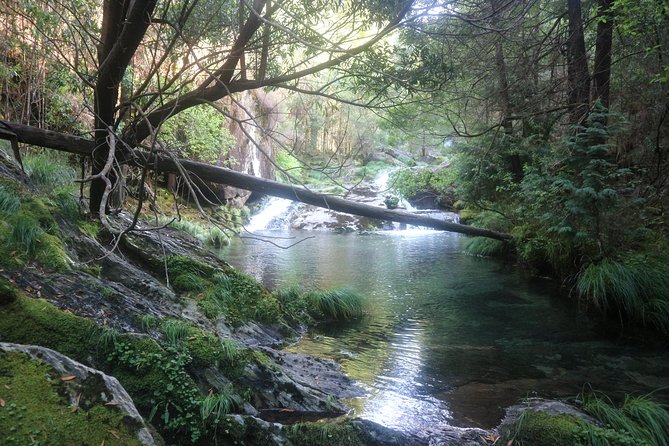 4X4 Tour - Discovering Serra D'arga - Delightful Traditional Meals