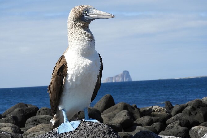 5-Day Galapagos Island Hopping Tour: Los Tuneles, Tintoreras and Isabela - Travel Requirements and Recommendations