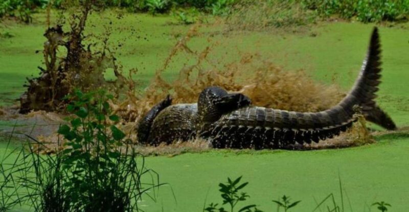 5-Day Nature Wildlife Photography Retreat - Included Services