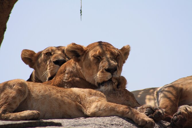 5-Day Private Camping Safari Tour in Tanzania - Tour Logistics and Requirements