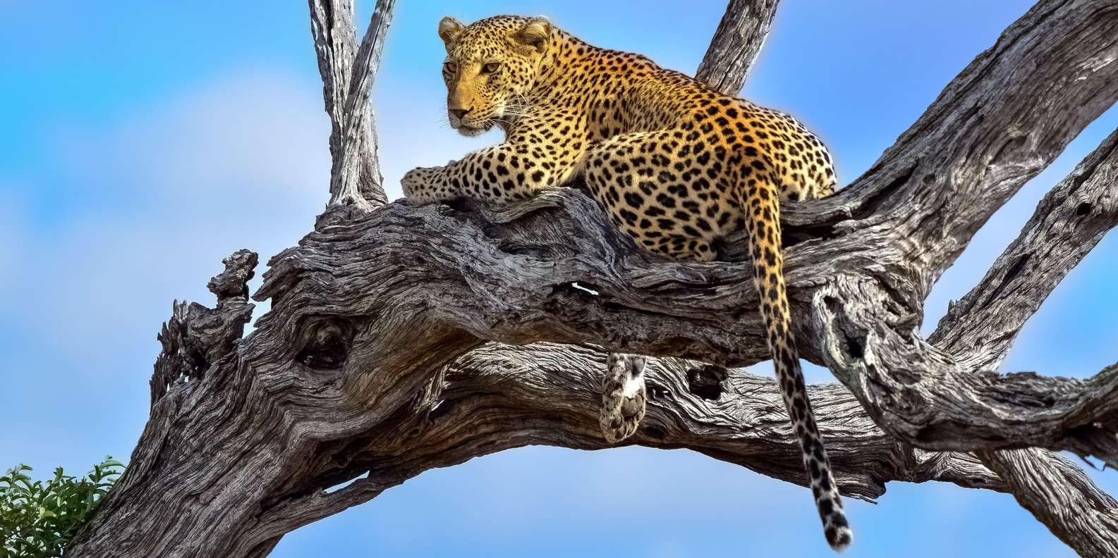 5 Day the Best of Kruger National Park Safari - Discovering Northern Kruger National Park