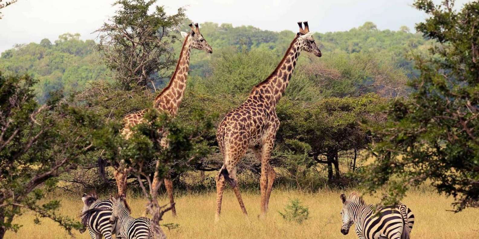 5 Day Zululand Pvt Safari From Durban Plus Drakensberg M - Game Drives in Isimangaliso