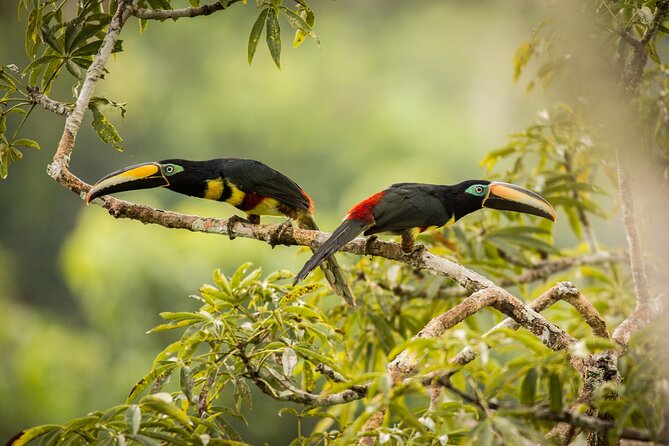 5 Days Cuyabeno Wildlife Reserve Adventure - Visitor Experiences and Reviews