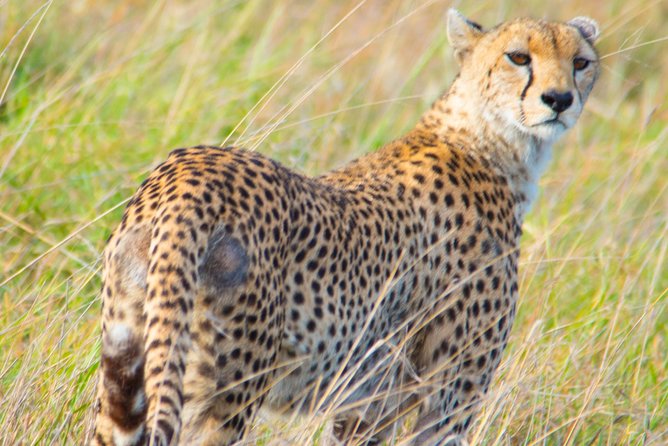 5 Days Lodge Safari. - Pickup and Timing