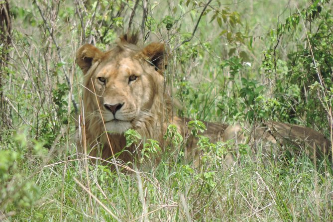 5 Days Ol Pejeta-Lake Nakuru-Masai Mara Mid-Range 4 X 4 Jeep Tour - Meeting and Pickup Details