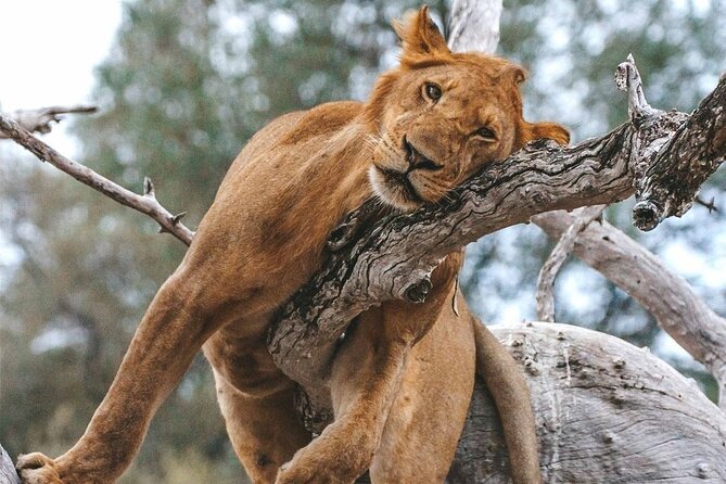 5-Days Selous Game Reserve and Mikumi National Park Tour - Pricing Details