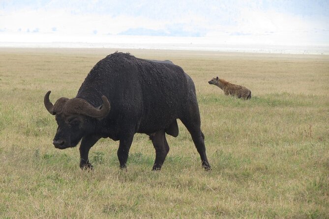 5 Days Tanzania Wildlife Safari Private Tour - Schedule and Accessibility