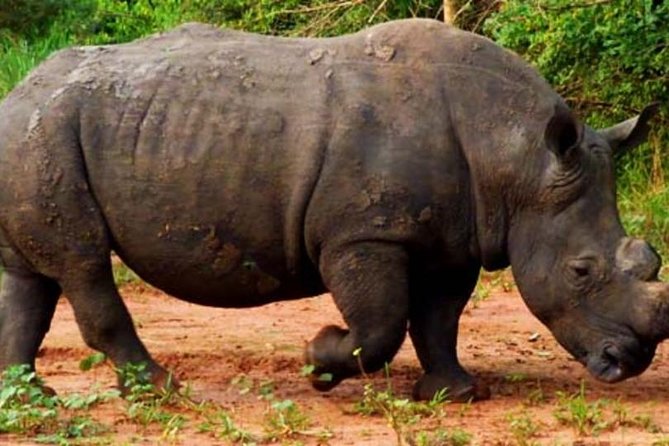 5 Days Tarangire, Serengeti, Ngorongoro & Manyara Joining Safari Tour Tanzania - Day 2 & 3: Serengeti National Park
