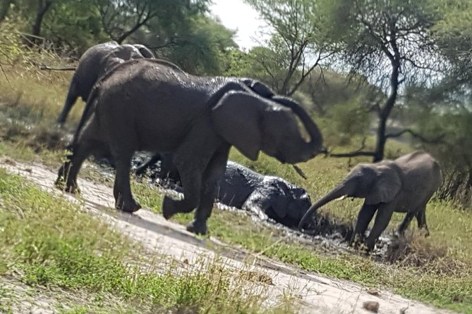 5 Days Tarangire, Serengeti, Ngorongoro & Manyara Mid-Range Camping Safari Tour - Experiencing Lake Manyara