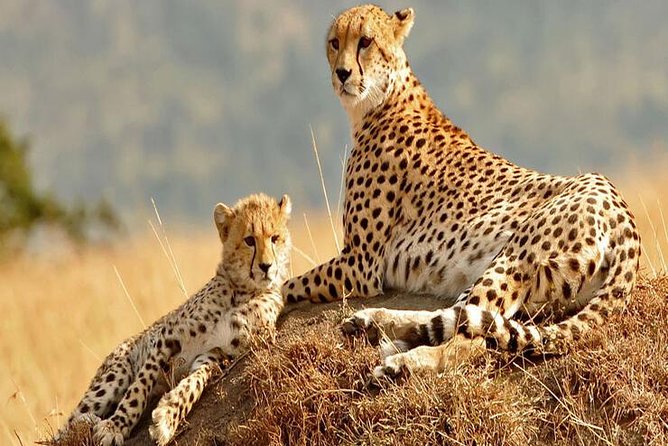 5days Tanzania Safari Lodge and Camping Serengeti, Tarangire & Ngorongoro Crater - Ngorongoro Crater