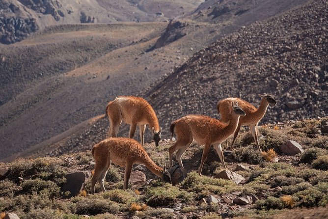 6-Day Andes Crossing From Mendoza to Chile by Horse - Health and Safety Considerations
