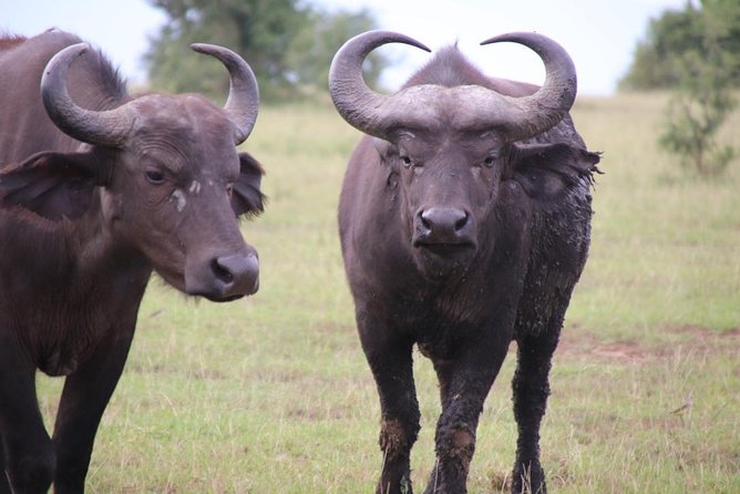 6 Day Gorillas, Golden Monkeys and Chimp Trek at Kibale - Booking Process