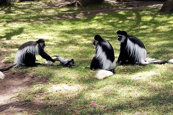 6 Day Maasai Mara, Lake Nakuru, Amboseli National Park - Accessibility and Recommendations