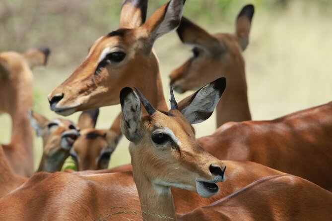 6-Day Northern Safari - Health and Safety Considerations