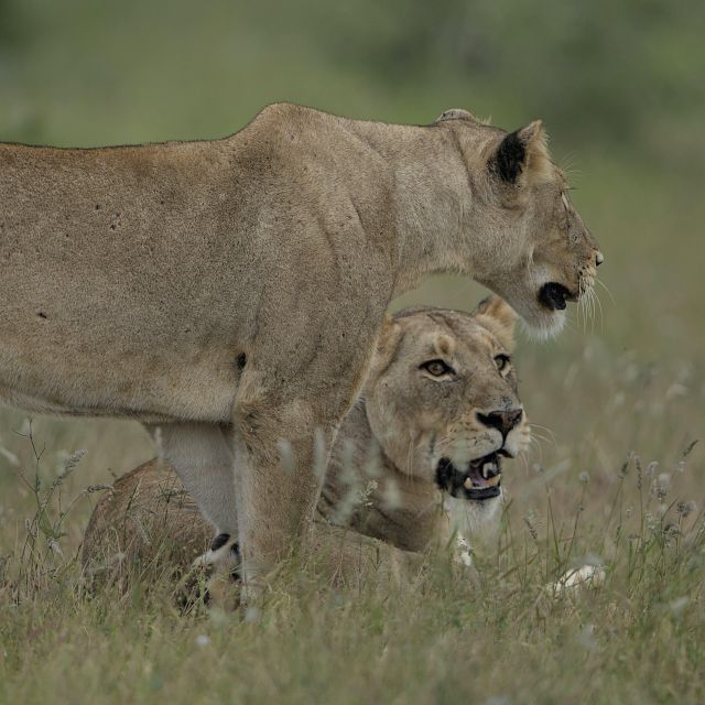 6 Days Cape Town & Kruger National Park Safari - Safari Experience