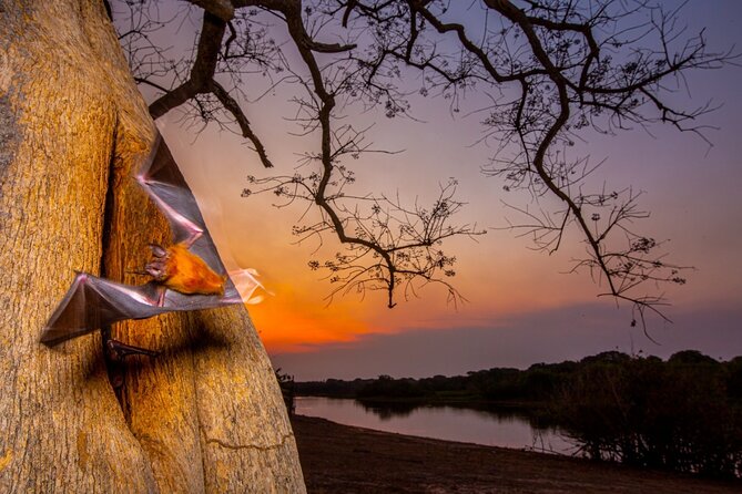 6 Days Pantanal and Jaguar Safari Departing From Cuiaba - Transport and Accommodation