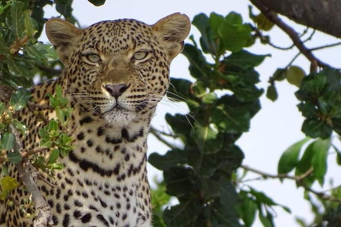 6 Days Tanzania Classic Safari - Day 1: Arrival in Arusha