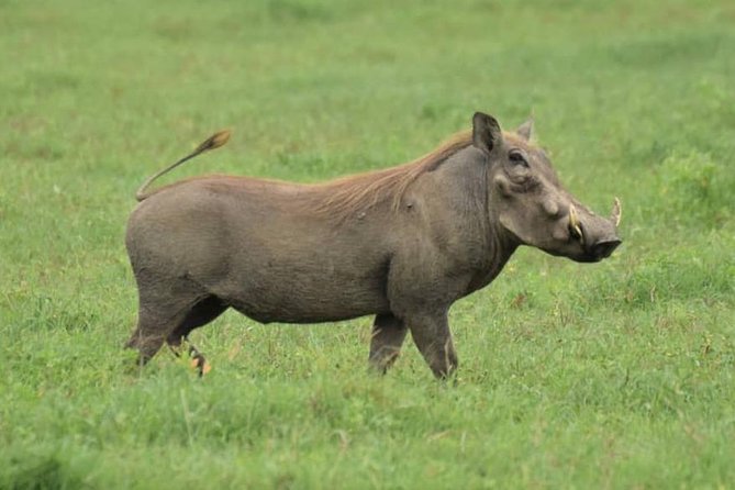 6 Days Tanzania National Parks Safari With Accommodation - Explore Ngorongoro Crater