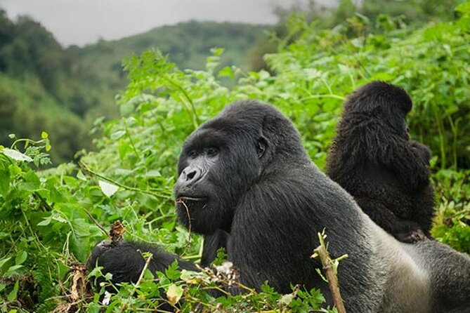 6 Days Uganda Gorilla, Chimps Trekking and Wildlife Safari - Chimpanzee Encounters