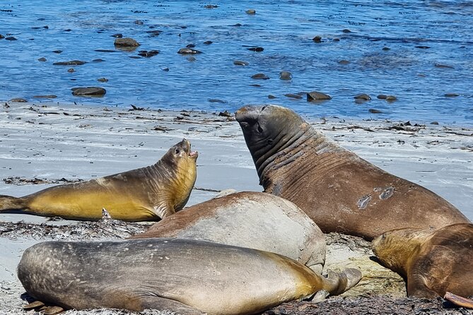 6 Hours Wild Tour With Penguins, Elephant Seals in East Falklands - Encounter With Penguins