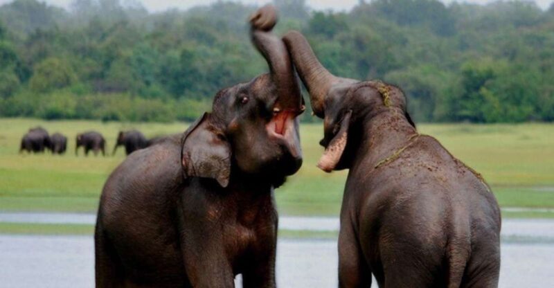 6 Nights 7 Days-Muslim Halal Tour With Safari at Udawalawe - Day 1: Arrival in Kandy