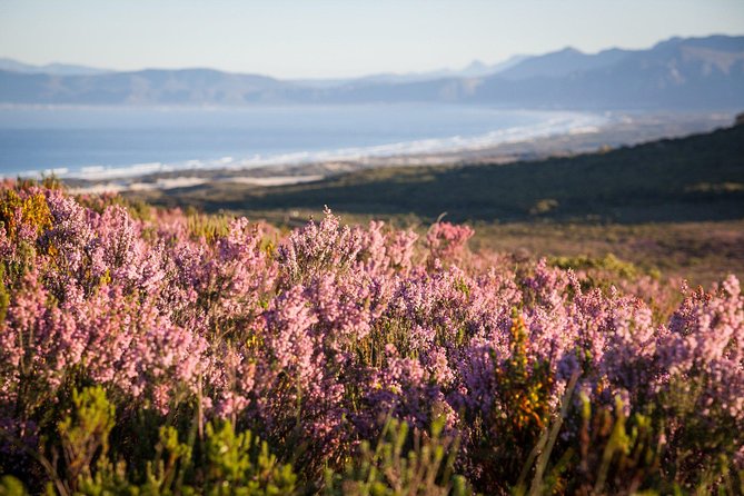 7-day Cape Town, Winelands, Garden Route and Addo National Park - Booking Information