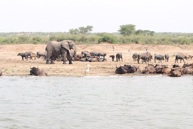 7 Days Flying Gorillas and Wildlife Safari Uganda Private Tour - Accessibility Features