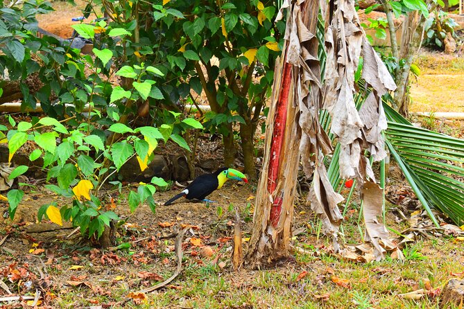 7 Hour Private Embera Community Tour in Chagres River - Traditional Cuisine