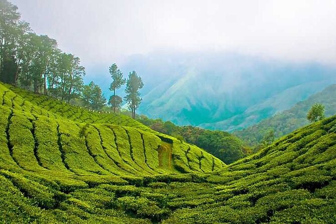 7-Night Kerala Tour to Kochi, Munnar, Periyar, Allepey and Kovalam - Highlights of Kochi