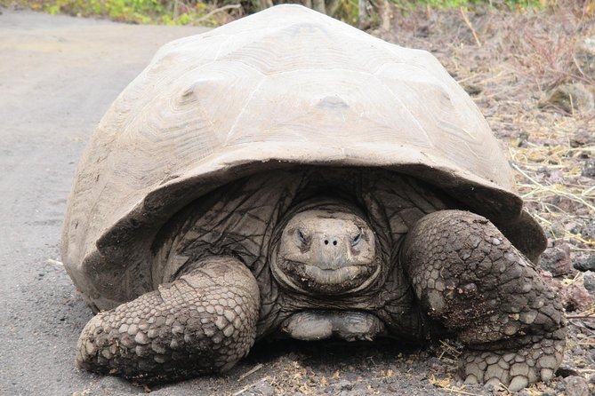 8-Day Galapagos Island Hopping Tour-Explore 5 Islands-Snorkel,Hike & Wildlife - Meeting and Transportation
