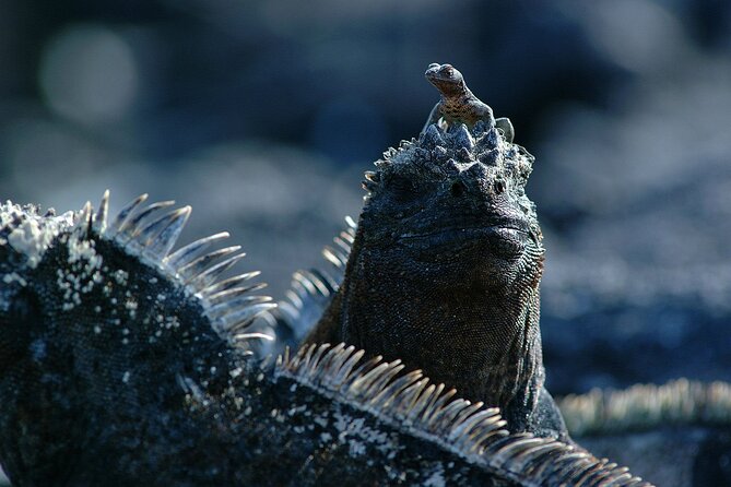 8-Day Galapagos Island Hopping Tour: Isabela, Giant Tortoises, and Snorkeling - Wetlands and Tintoreras Islet