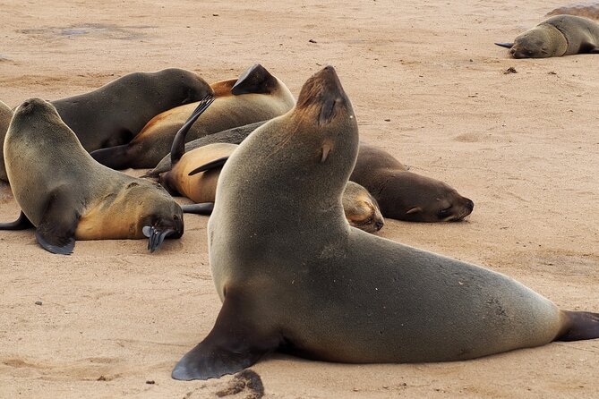 9 Day Etosha, Skeleton Coast and Sossusvlei Camping and Lodge Safari - Sossusvlei Highlights