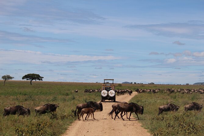 9-Day Serengeti Migration Footsteps Tanzania Safari - Guides and Customer Experiences