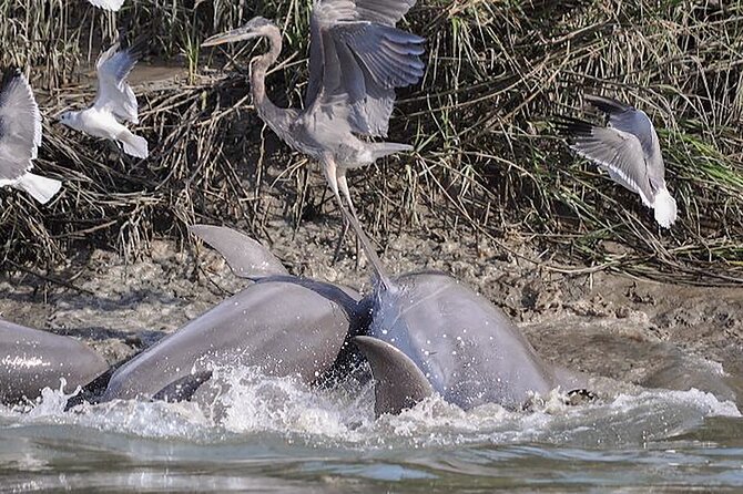 90 Minute Hilton Head Dolphin and Nature Cruise - What to Bring