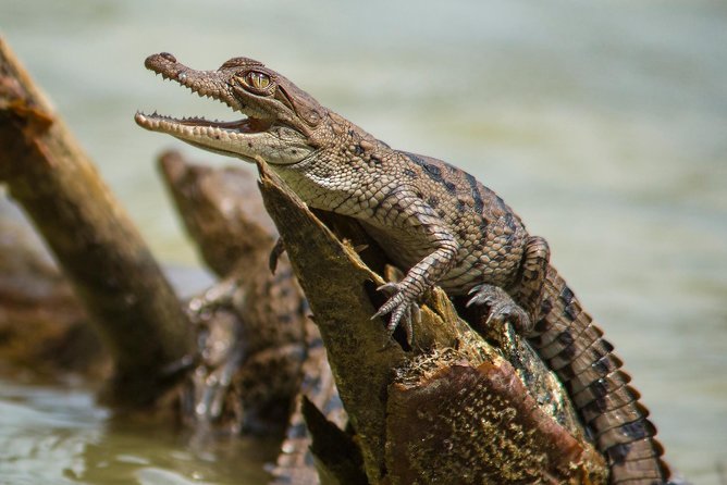 A Day With Nature: Boat Trip on Gatun Lake and The Aerial Tram - Insights From the Specialized Guide