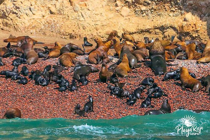 A Full Day in Lima: Paracas and Huacachina Ica in Luxury Mobility! - Paracas National Reserve Visit